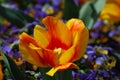 Bright Colored Yellow and Red Striped Tulip Blossom Royalty Free Stock Photo