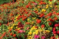 Colorful zinnia flowers blooming in mid summer Royalty Free Stock Photo