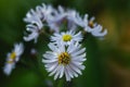 Bright colorful asters in the autumn garden. Bush asters topped with white buds with a dark yellow middle Royalty Free Stock Photo