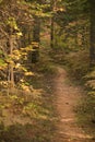 Bright and colorful autumn foliage by the narrow path in the woods Royalty Free Stock Photo