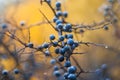 Bright and colorful autumn landscapes.Autumn blue turn.