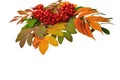 Bright colorful autumn leaves of deciduous trees and a bunch of mountain ash with red ripe berries