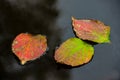 Bright Colorful Autumn Leaves Float on Dark Water Royalty Free Stock Photo