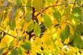 Bright colorful autumn leaves on a sweet cherry in sunlight. Autumn natural background Royalty Free Stock Photo