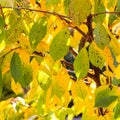 Bright colorful autumn leaves on a sweet cherry in sunlight. Autumn natural background Royalty Free Stock Photo