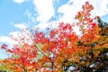 Bright colorful autumn trees in red maple tree and orange maple tree against clear cloud blue sky background in autumn season ,Jap Royalty Free Stock Photo