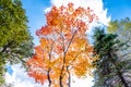 Bright colorful autumn trees in red maple tree and orange maple tree against clear cloud blue sky background in autumn season ,Jap Royalty Free Stock Photo