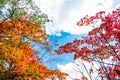 Bright colorful autumn trees in red maple tree and orange maple tree against clear cloud blue sky background in autumn season ,Jap Royalty Free Stock Photo