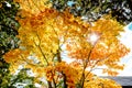 Bright colorful autumn trees in red maple tree and orange maple tree against clear cloud blue sky background in autumn season ,Jap Royalty Free Stock Photo
