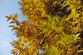 Bright and colorful autumnal foliage of Fraxinus pennsylvanica tree in October