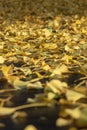 Bright colorful background of yellow leaves. The lower and upper parts of the photo are blurred, the center is in focus.