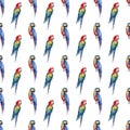 Bright colorful beautiful lovely sophisticated jungle tropical yellow, green, red and blue big tropical parrots diagonal pattern w Royalty Free Stock Photo