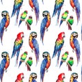 Bright colorful beautiful lovely sophisticated jungle tropical yellow, green, red and blue big tropical parrots and little green t Royalty Free Stock Photo