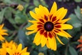 Bright colorful beautiful Rudbeckia flowers close up wallpaper