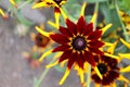 Bright colorful beautiful Rudbeckia flowers close up wallpaper