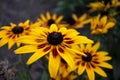 Bright colorful beautiful Rudbeckia flowers close up wallpaper