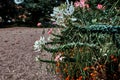 Bright colorful Botanical garden flowers in autumn, Europe