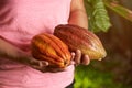 Bright colorful cacao fruit pods