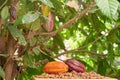 Bright colorful cacao tree background