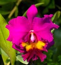 Bright and colorful cattleya orchid Royalty Free Stock Photo
