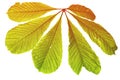 Bright colorful chestnut leaf close up on white isolated background