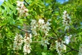 Bright colorful clusters of white flowers with green small leaves blossoming on an acacia tree. Royalty Free Stock Photo