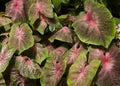 Bright and colorful coleus leaves Royalty Free Stock Photo