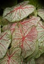 Bright and colorful coleus leaves Royalty Free Stock Photo