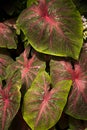 Bright and colorful coleus leaves Royalty Free Stock Photo