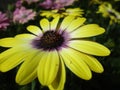 Bright colorful cool fresh yellow-purple African Daisy flowers in full bloom Royalty Free Stock Photo
