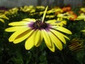 Bright colorful cool fresh yellow and purple African Daisy flowers in full bloom Royalty Free Stock Photo