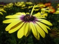 Bright colorful cool fresh yellow and purple African Daisy flowers in full bloom Royalty Free Stock Photo