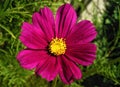 A Bright Colorful Cosmos Flower