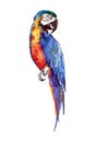 Bright colorful cute beautiful jungle tropical yellow and blue big tropical parrot watercolor hand illustration. Royalty Free Stock Photo