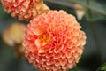 Bright and colorful dahlia close up view, Garden of flowers with selective focus on orange red dahlia flower Royalty Free Stock Photo