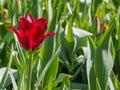Bright and colorful dark red parrot tulip field with green leaves Royalty Free Stock Photo