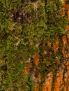 Bright colorful detailed brown and orange bark of tree covered by green moss close-up texture background photo Royalty Free Stock Photo