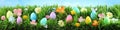 Bright colorful Easter eggs on green grass with flowers. Royalty Free Stock Photo