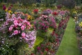 Bright & Colorful English Garden Border