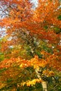 Bright Colorful Fall Tree Leaves - Central Park NYC Royalty Free Stock Photo
