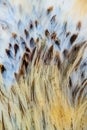 Bright colorful feather group of some bird Royalty Free Stock Photo