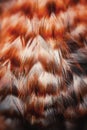 Bright colorful feathers of some bird