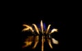Bright and colorful fireworks against a black night sky. Fireworks Royalty Free Stock Photo