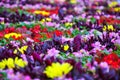 Bright colorful flower flowerbed. Yellow, red, purple flowers on the lawn nastut with green grass in the garden