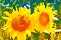 Bright colorful flower sunflower on background summer landscape Royalty Free Stock Photo