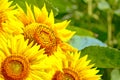 Bright colorful flower sunflower on background summer landscape Royalty Free Stock Photo