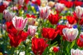 Bright and colorful flowerbed of many tulips in the light of a spring afternoon Royalty Free Stock Photo