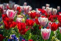 Bright and colorful flowerbed of many tulips in the light of a spring afternoon Royalty Free Stock Photo