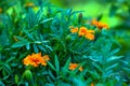 Orange Marigold ÃÂµagetes with green foliage, disclosed and close Royalty Free Stock Photo