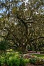 bright colorful flowers and livve oak trees covered in Spanish moss in Carolina Lowcountry